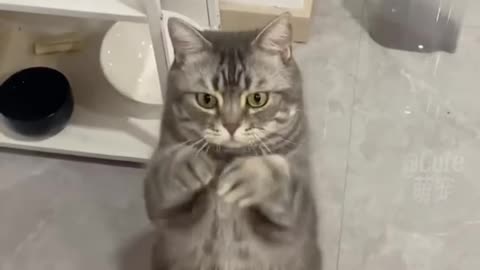 Cute cat 😺 funny video