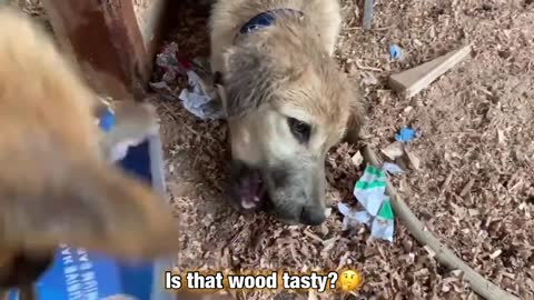 Mame eat food like a pig 🐽 watch how two dogs🐶 fight for a cardboard!!😆
