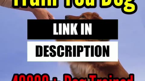 Dog training video