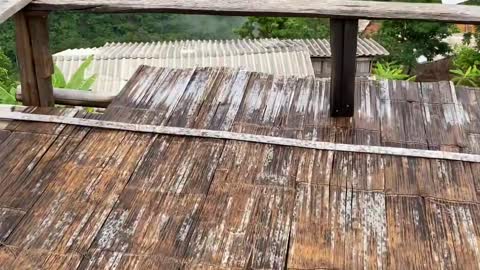 Tropical forest is felled to make way for grassland.