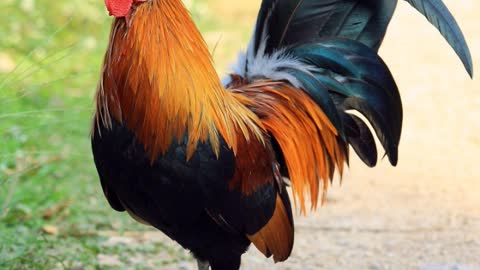 Why is a feminine hen a hen and a masculine rooster (and not a hen)?