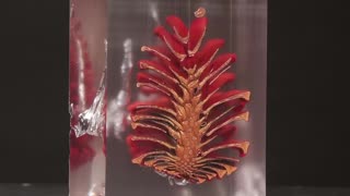 Trapping Pine in Resin In Stop Motion