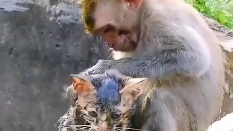 Monkey saved cat