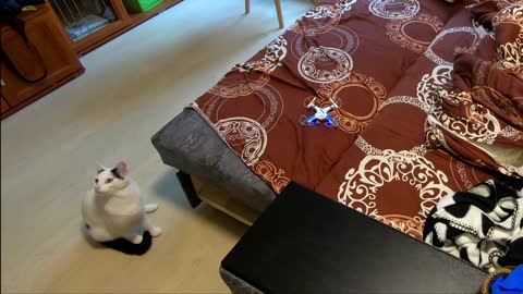 Cat vs Drones