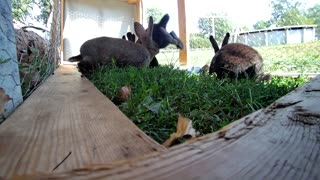 Rabbits in their slightly natural environment