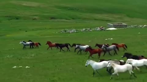 Wild Horses Running Free