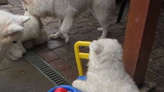 Adorable Samoyed Puppy Drives A Toy Car