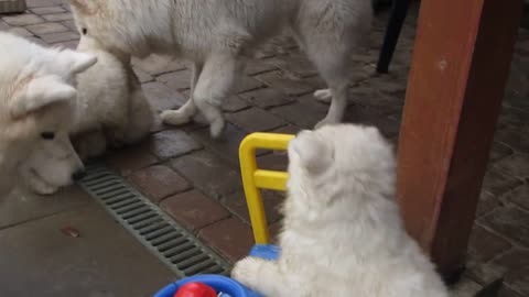 Adorable Samoyed Puppy Drives A Toy Car