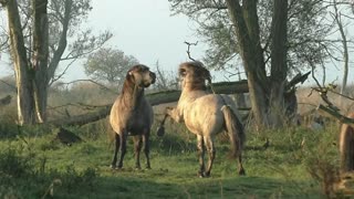 Powerful Wild Horses Engage In Fierce Scuffle With Each Other