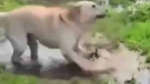 funny excited animal