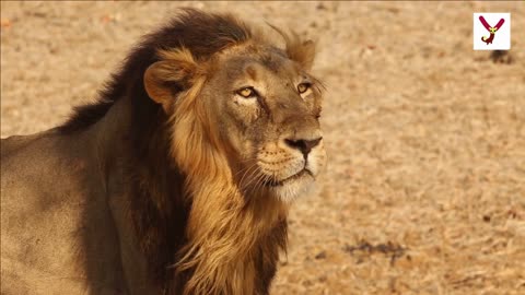 Lions Can Run 50 MPH - Lions 10 interesting facts