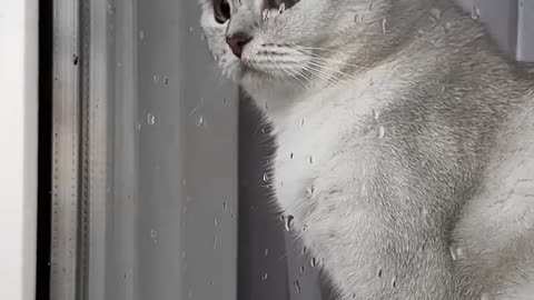 sad cat