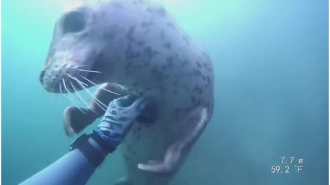 A Friendly Harbor Seal in the Deep Ocean talking with the diver || A Diver's Experience