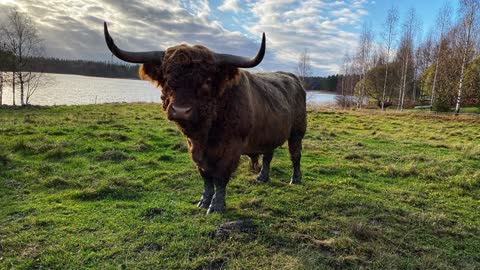 Scottish Highland Cattle In Finland Bulls are following