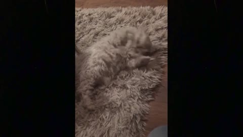 💗Cute And Funny Pets - Cute TikTok Pets to Cure All Your Sadness