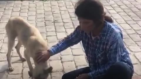 Woman Gives Up Everything To Save All The Stray Dogs | The Dodo
