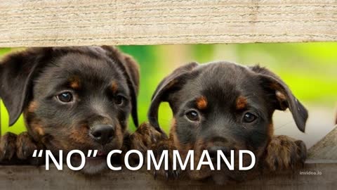 10 Dog Training Commands Your Dog Should Know 💪🐕🐕🐶🐩🐕‍🦺