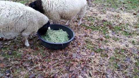 6 Reasons to Add Sheep to Your Homestead especially for first-timers