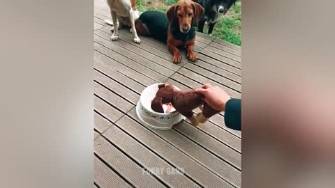 Dog Reaction to Cutting Cake 🤣 l Funny Dog Cake Reaction