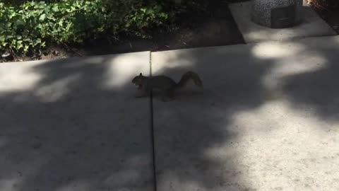 A squirrel actually carried a rag!
