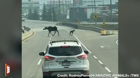 Traffic Stands Still as Adult Moose Leads Moose Calf Off Busy Road