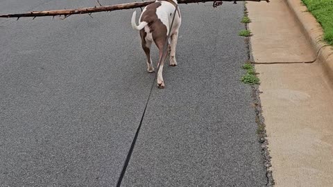 Dog Carries Big Stick on Walk