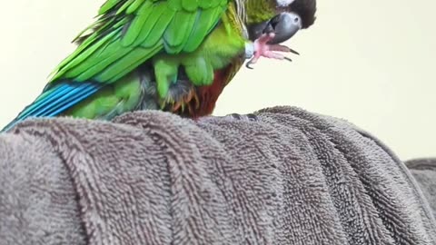 🦜 Funny | Mango's Feather Preening Mishap | FunFM