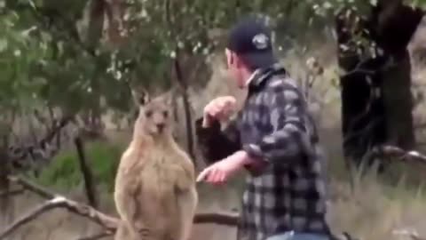 Classic Kangaroo vs. Man