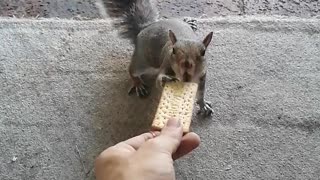 Feeding the Nemesis (cute friend gets food)