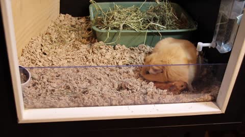 Guinea pig giving birth