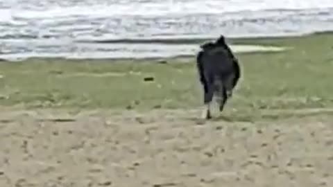 Mom Saves Pup That Hates Water and Froze Chasing Birds