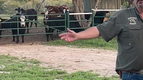 Cow Choir