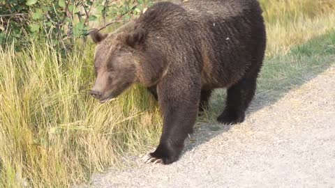 Grizzly Bear 399 looking happy and healthy in the fall of '22 after releasing her four cubs in May.