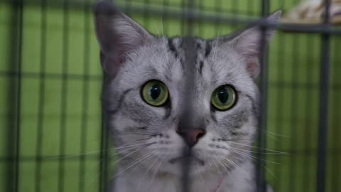 American shot hair cat looking from the cage