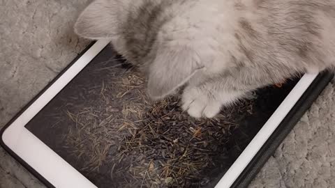 Cats are getting good at playing iPad games