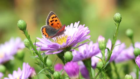 Butterfly On Summer Flowers Close Up