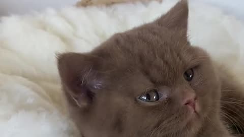 Cute kitten in bed mnaauu