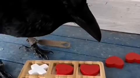 So smart them crows are 😍😍😊👍