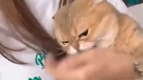 Funny cat