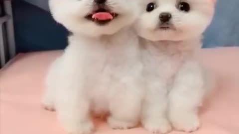 Cute Puppies