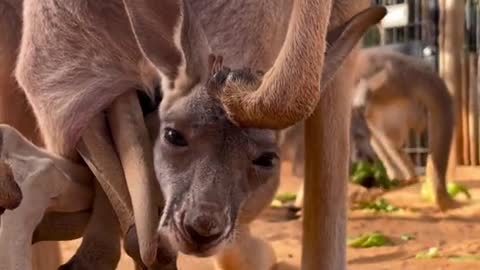 This Funny Kangaroo Video Will Make You Laugh Out Loud!