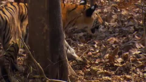 David Attenborough - Tiger - Spy in the Jungle - BBC Earth_Cut