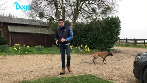 Comment éduquer et aider son chien à être PLUS CALME EN BALADE !