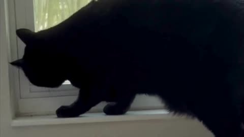 Adopting a Cat from a Shelter Vlog - Cute Precious Piper Makes Sweet Sounds While Playing #shorts