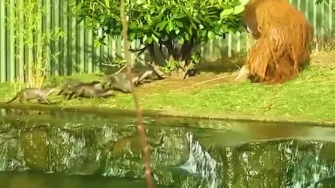 Best Animal Moments of 2023 Unforgettable Encounters with Nature Viral 6