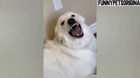 Funniest Animals Video - Funny Dogs And Cats Try Not To Laugh Animals 2022