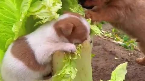 Cabbage is so delicious