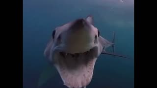 Shark attacks submersible