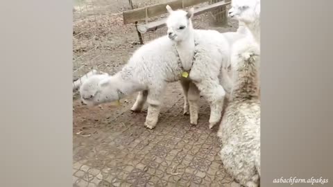 Funniest Animal Videos That Will Definitely Brighten Your Day😍