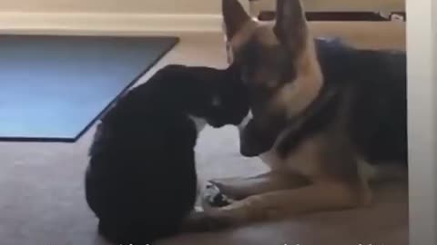 Cat's Baby Brother Is A Big Dog — And They're Best Friends - ALVIN & BARON | The Dodo Odd Couples